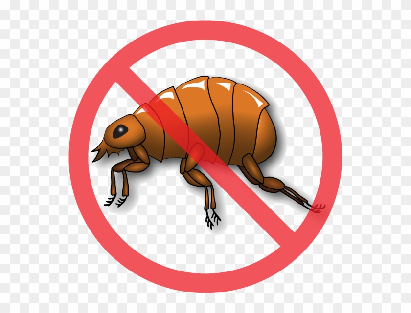 The Nematodes Actively Hunt Down And Kill Fleas While - Transparent Flea Clipart - Png Download