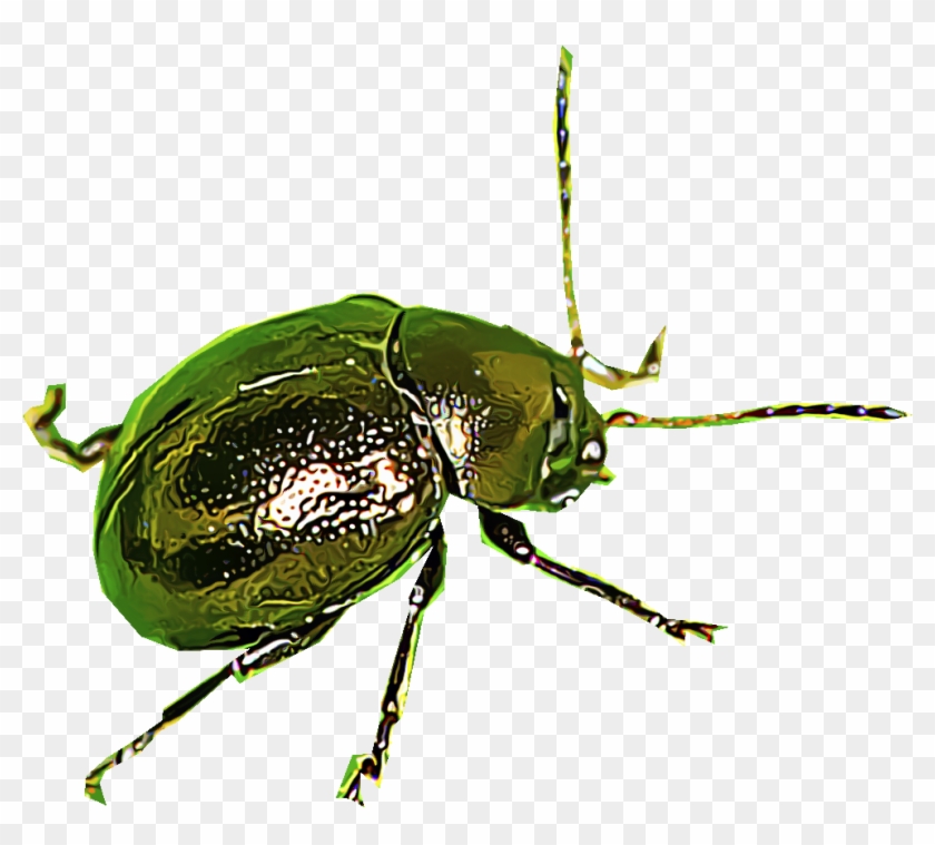 Flea Beetles Png , Png Download Clipart