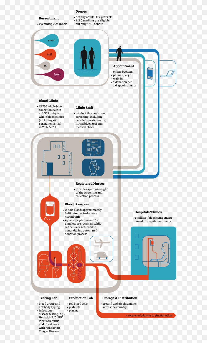 By Adjusting Minimum Ebv To Reflect Differences In - Canadian Blood Services Infographic Clipart #1515582