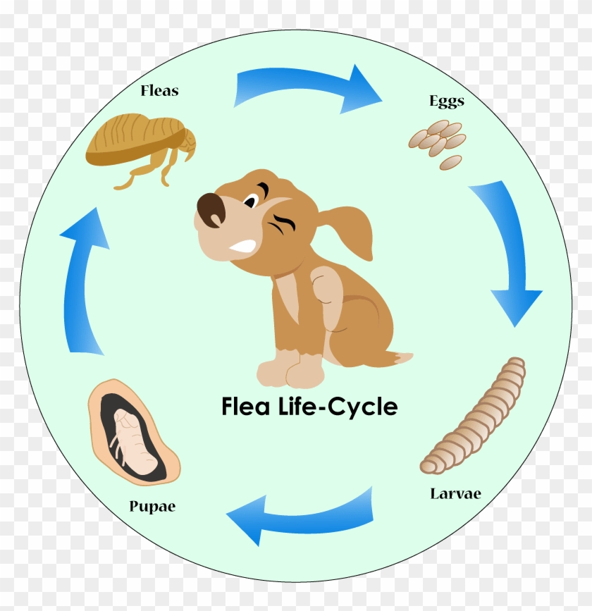 Best Flea Prevention For Dogs - Primo Cycles Clipart #1515704