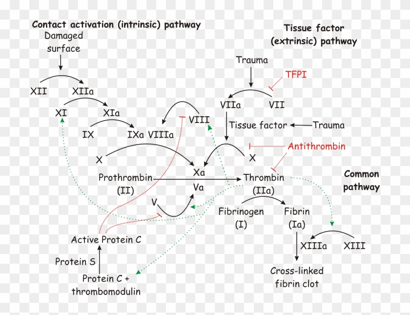 Blood Coagulation - Coagulation Cascade Heparin Warfarin Clipart