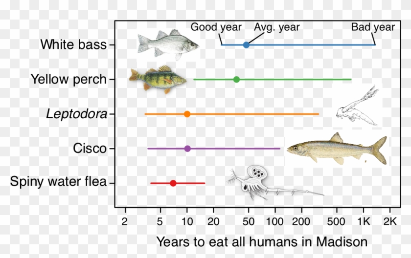 Small Invader, Big Appetite - Cisco Fish Clipart