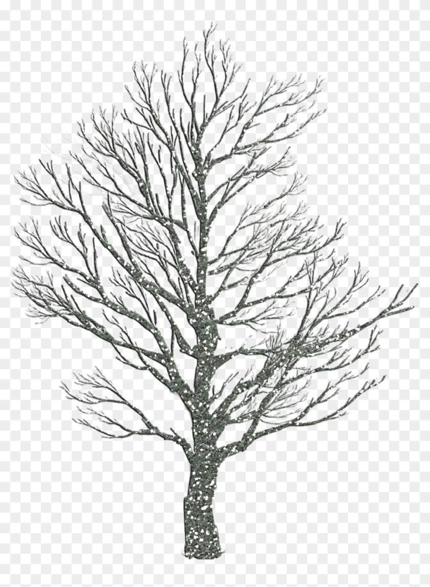 How To Draw Winter Trees - Transparent Tree Silhouette Oak Clipart #1516016