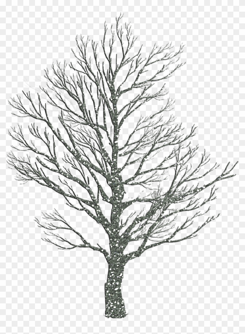 How To Draw Winter Trees - Transparent Tree Silhouette Oak Clipart