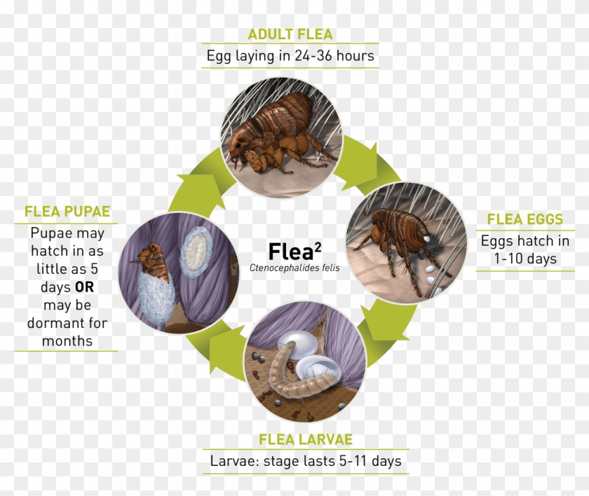 Within 24 Hours Of Its First Blood Meal, A Flea Can - Pine Clipart #1516168