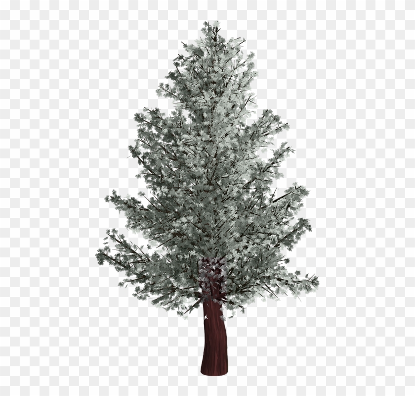 Tree, Isolated, Pine Tree, Winter, Transparent - Pino En Invierno Png Clipart #1516464