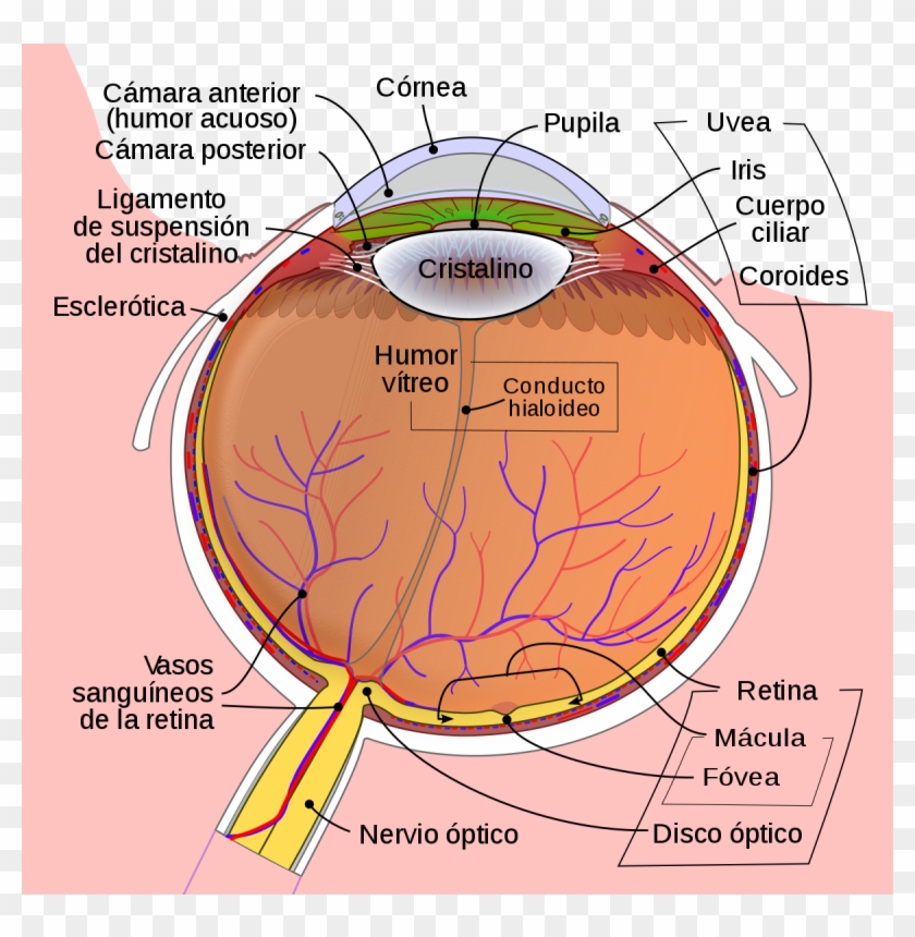 Schematic Diagram Of Eye Clipart #1516627