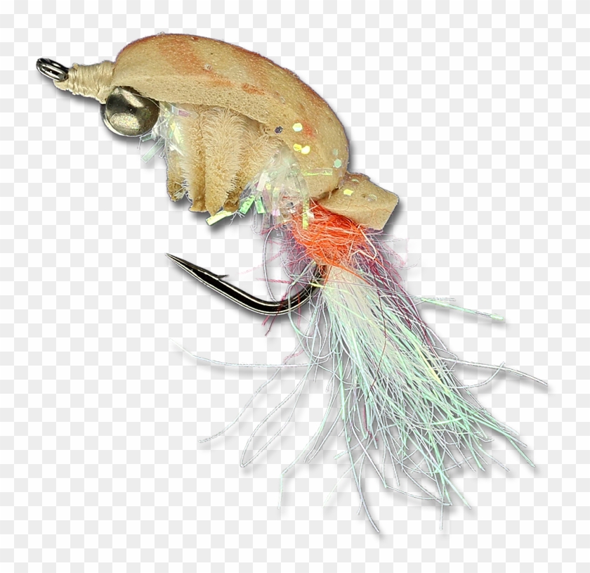 Weevil Clipart #1516677