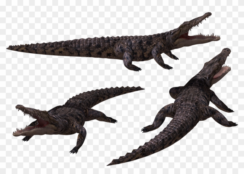 Crocodile Free Png Transparent Background Images Free - Crocodile 3d Png Clipart #1517670