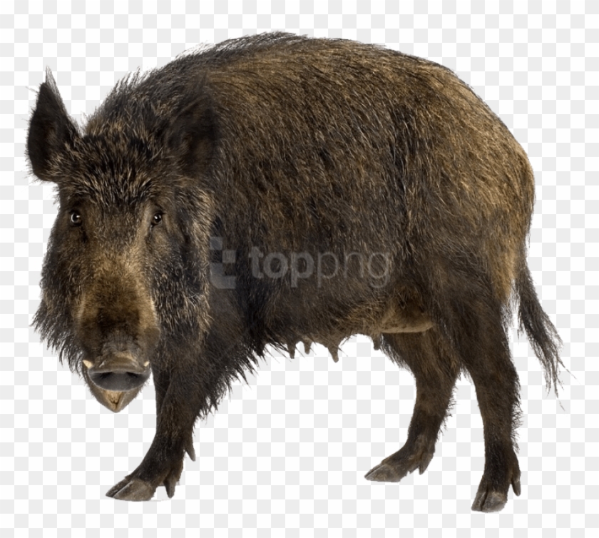 Free Png Download Boar Png Images Background Png Images - Wild Boar Clipart #1517858