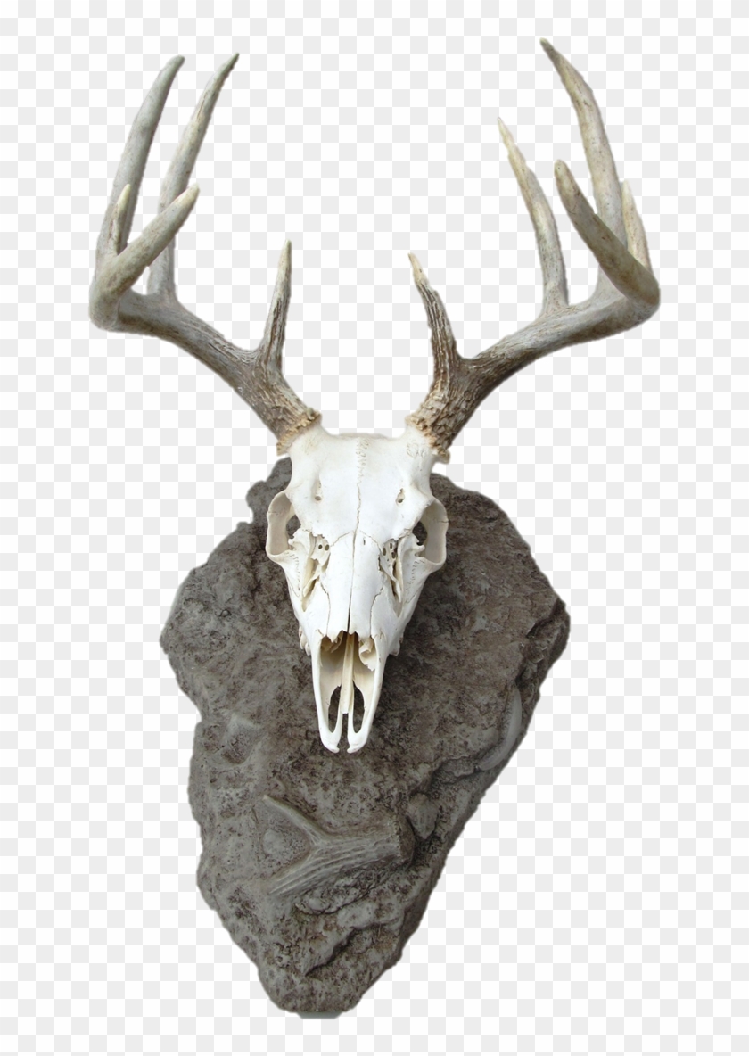 Deer Skulls, Animal Skulls, Skull And Bones, Personality, - Deer Skull Mount Clipart