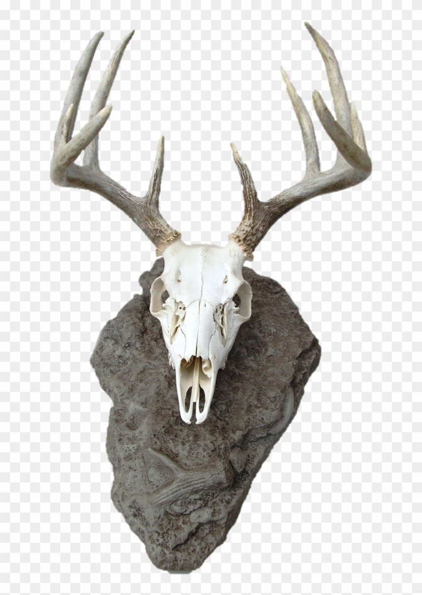 Deer Skulls, Animal Skulls, Skull And Bones, Personality, - Deer Skull Mount Clipart #1519100