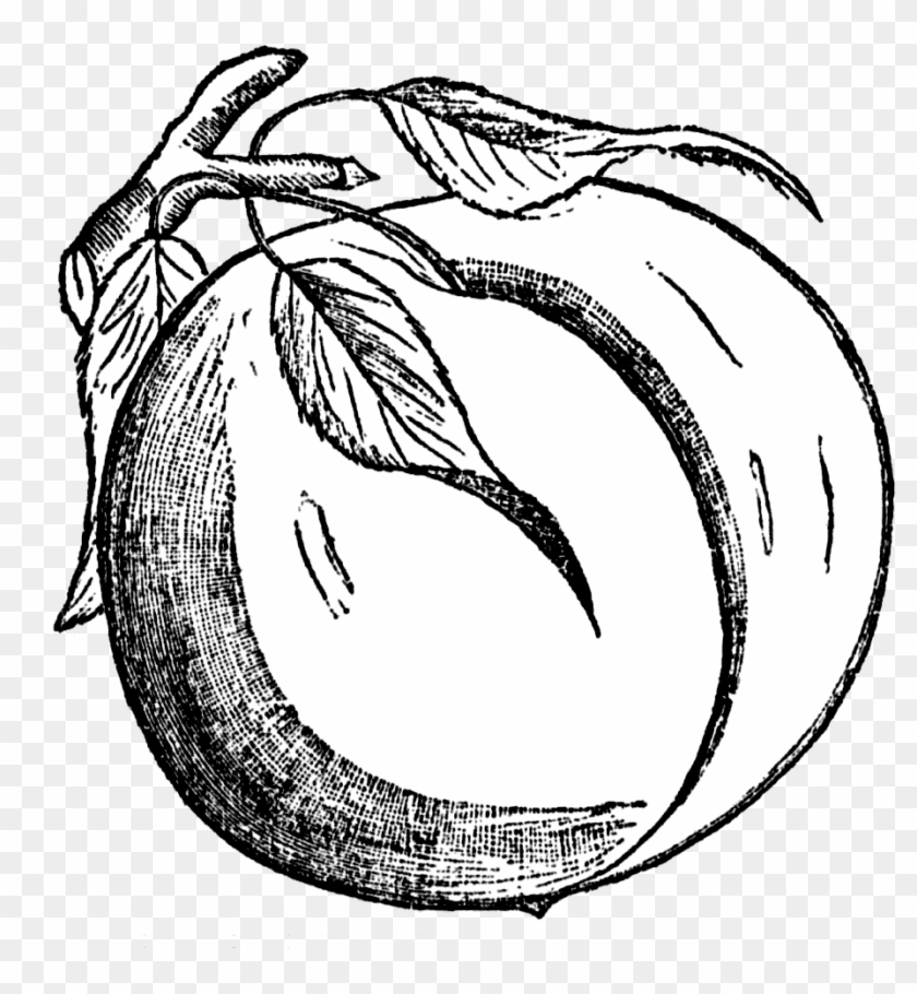 Peach Clip Art Free Free Clipart Image Image - Clip Art - Png Download #1519404