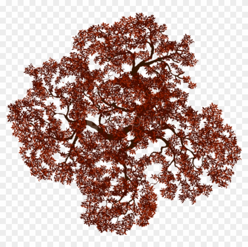 Download Fall Tree Png Images Background - Illustration Clipart