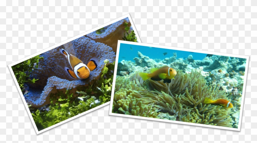 Maintaining Clown Fish Tank Clipart #1520000