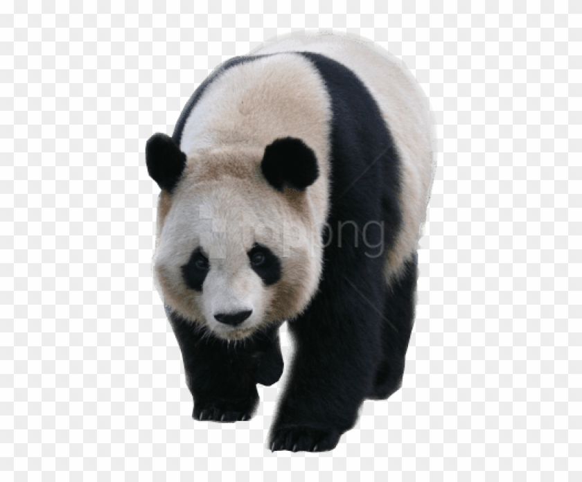 Free Png Download Walking Panda Png Images Background - Panda Transparent Background Clipart #1520048