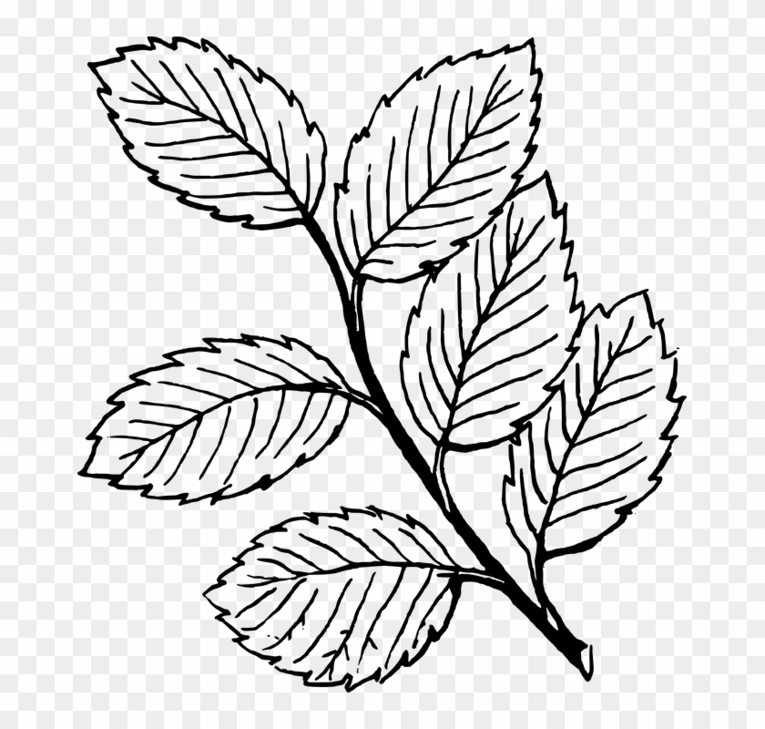 Fall Tree Clipart Black And White Vines - Leaves Clipart Black And White - Png Download