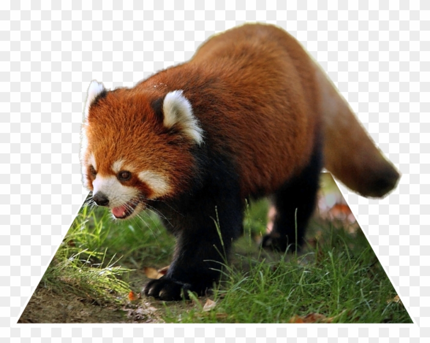 Red Panda Png - Red Panda High Resolution Clipart