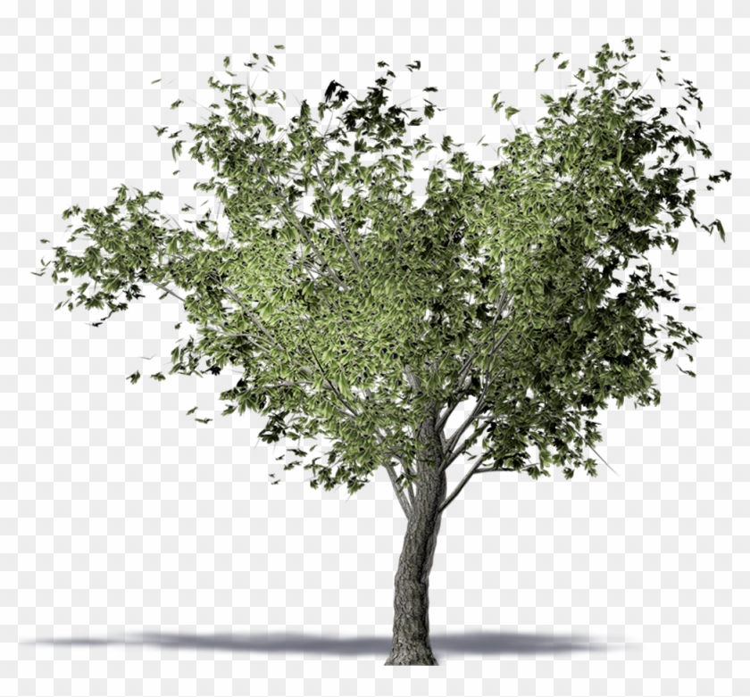 Olive Tree - Olive Tree Png Clipart #1521690