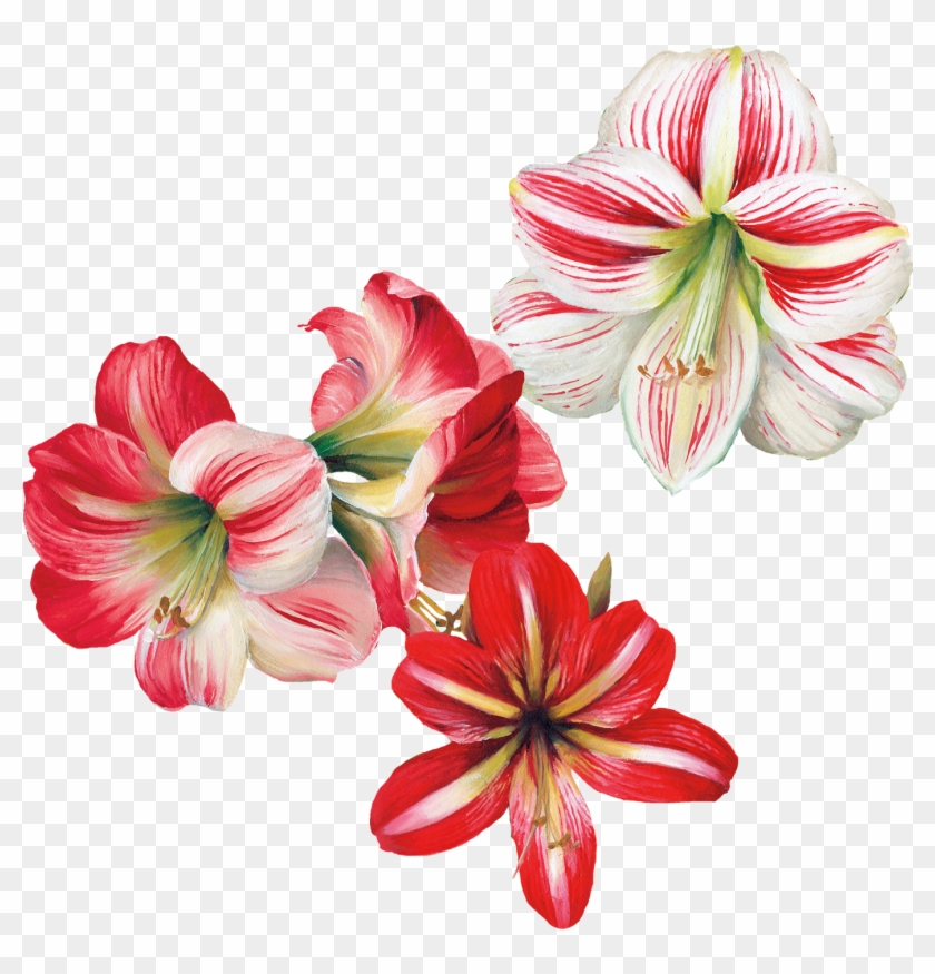 Floral Vector Png, Botanical Flowers, Botanical Prints, - Lily Clipart #1522086