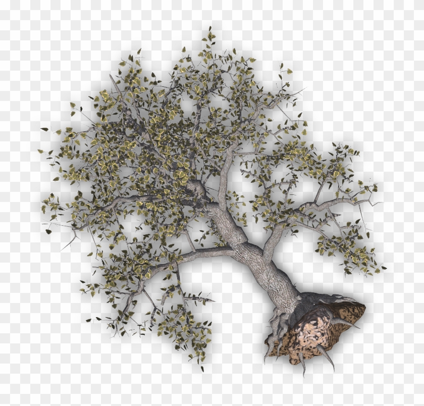 06 Feb 2009 - Uprooted Tree Png Clipart
