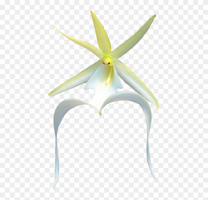 Palm Tree Outline Cliparts - Artificial Flower - Png Download