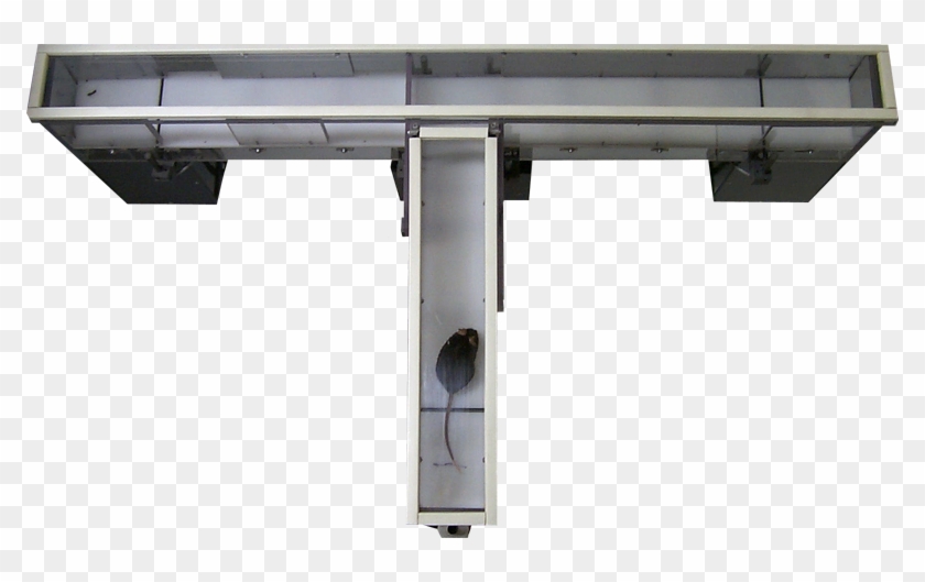 T-maze Avec Souris - Elevated T Maze Clipart