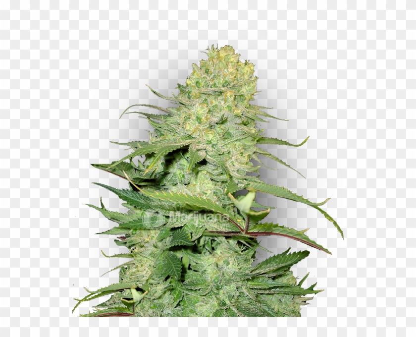 Cheese Feminized Marijuana Seeds - 420 Magazine Clipart