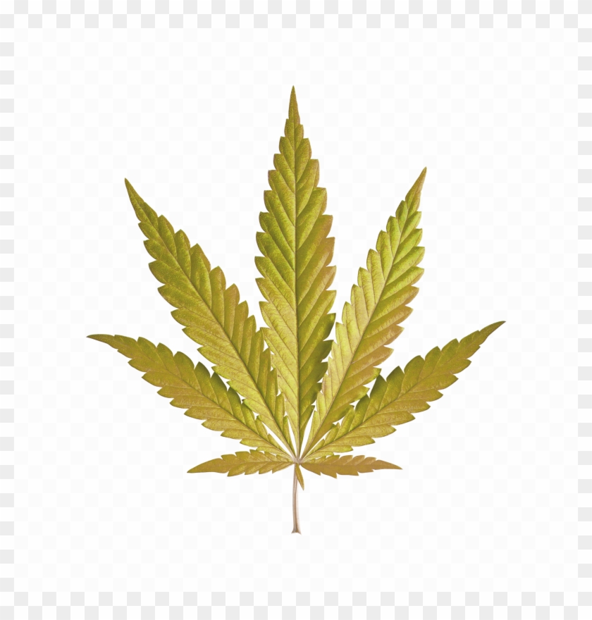 Hemp Leaf Clipart