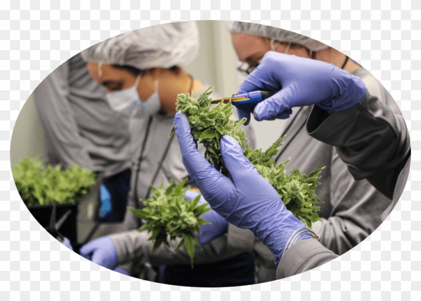 Cannabis Processing Associate - Medical Glove Clipart