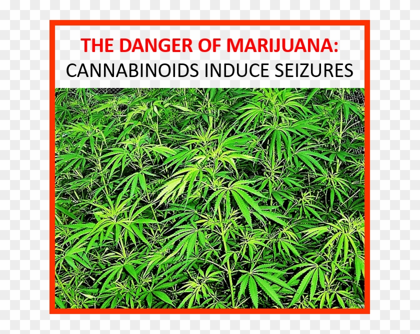 Marijuana Is The Most Commonly Abused Drug In The World, - Cannabinoids Clipart