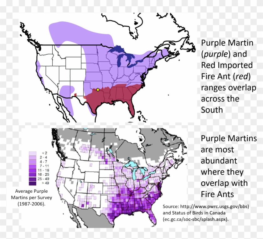Red Imported Fire Ants Are Not Native To The Us Clipart