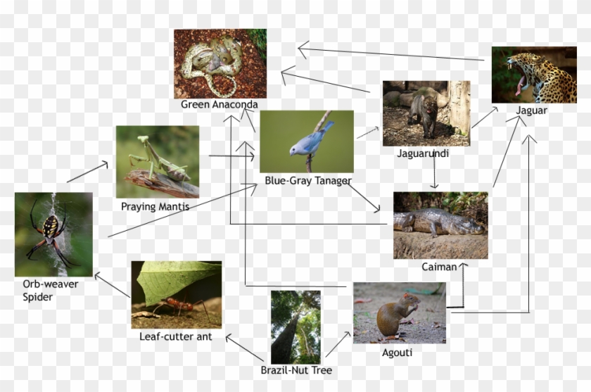 Food Web Of The Amazon Rainforest - Goliath Bird Eating Spider Food Web Clipart #1527226