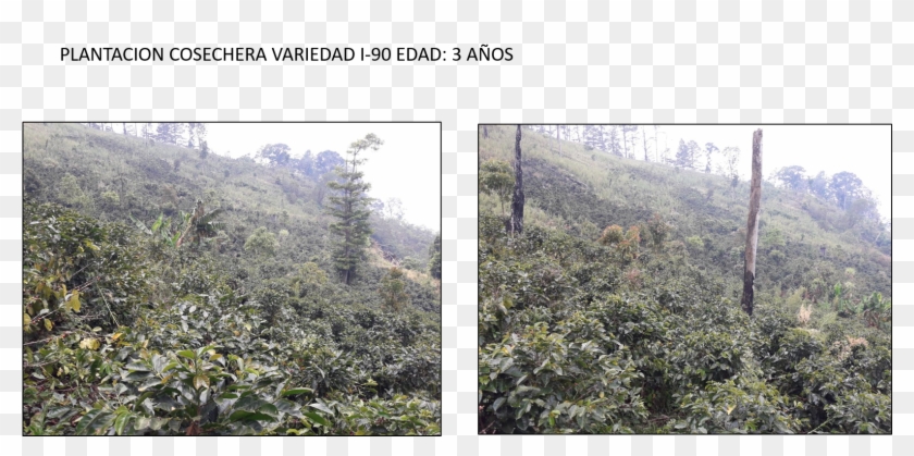 86 - - Plantation Clipart #1527370