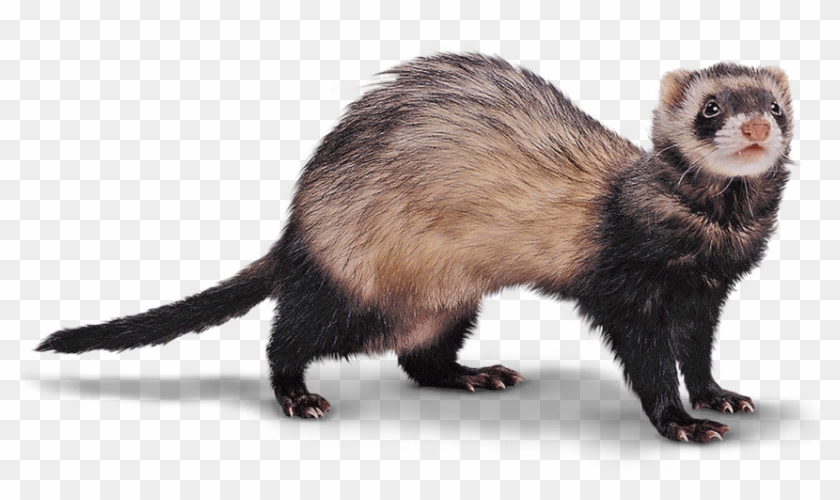 Ferret Png - Black Footed Ferret Png Clipart