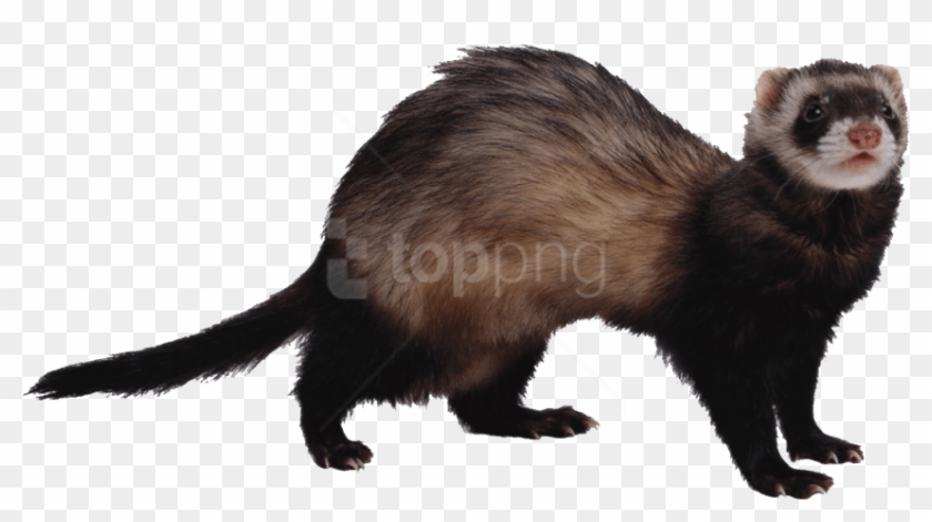 Free Png Ferret Png Images Transparent - Scientific Name For A Ferret Clipart #1530374