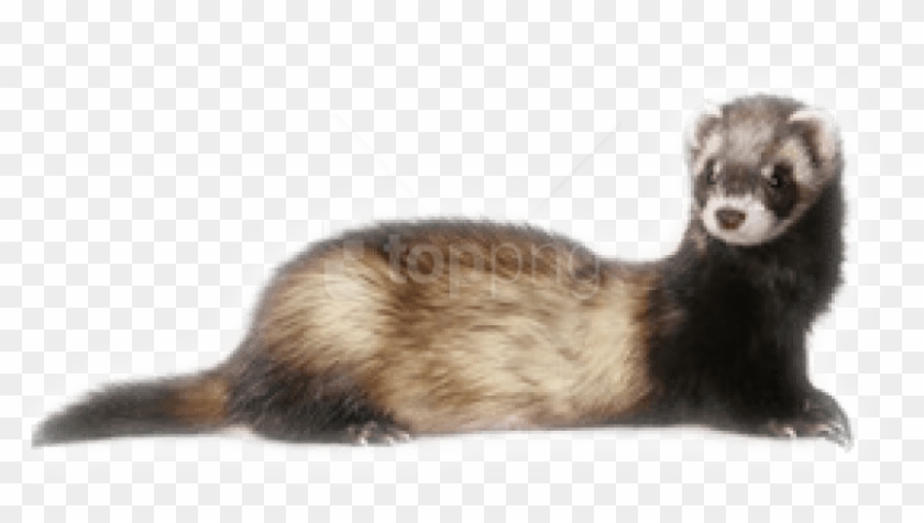 Free Png Images - Ferret Png Clipart #1530414