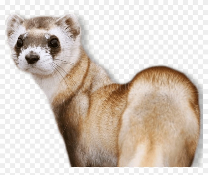 Free Png Ferret Png Images Transparent - Black Footed Ferret No Background Clipart