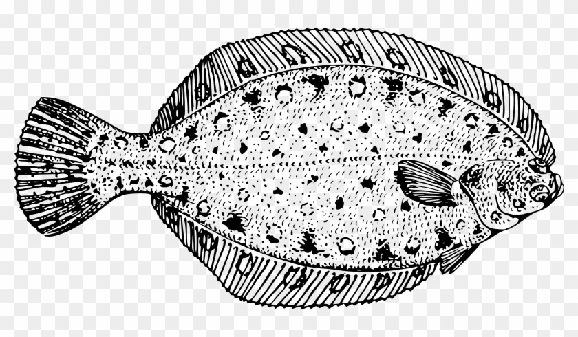 Medium Image - Flounder Black And White Clipart #1531047