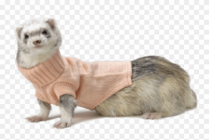 Free Png Images - Cute Ferrets In Clothes Clipart