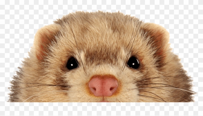 Keeping Ferrets Safe - Ferret Clipart