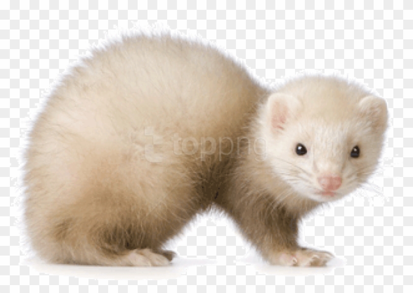 Free Png Images - Ferret White Clipart