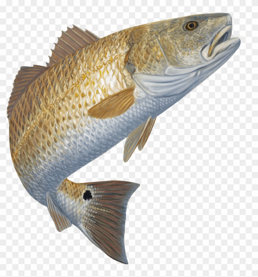 Club Flounder & Redfish Tournament - Red Drum Fish Clipart #1531647