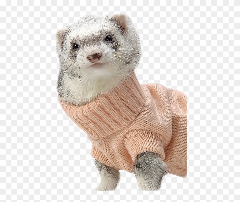 W - Cute Ferrets In Sweaters Clipart