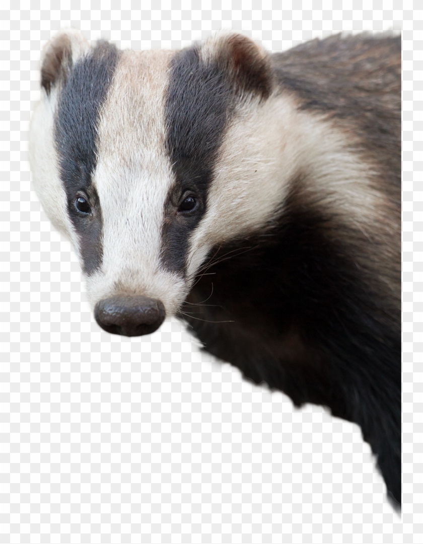 Badger With No Background Clipart #1532345
