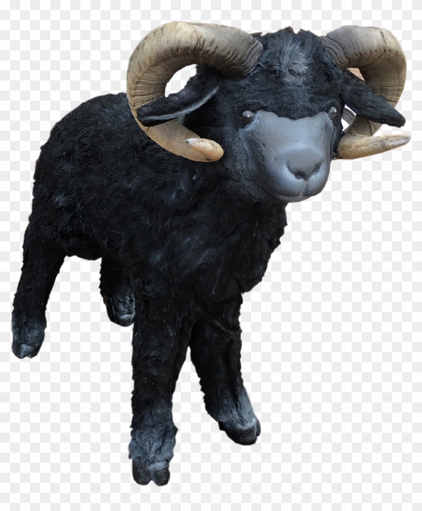 Close - Bighorn Clipart #1533302