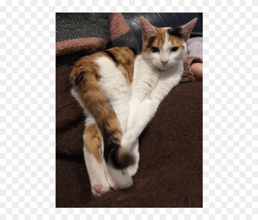 Photo Of Snickers - Squitten Clipart #1533584