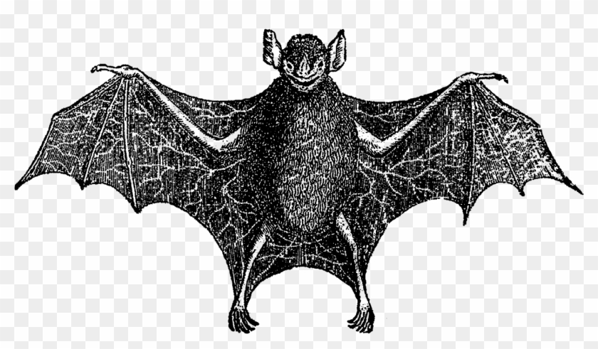 For Use On Greeting Cards, Party Inivitations, Or Party - Vampire Bat Clipart #1533765