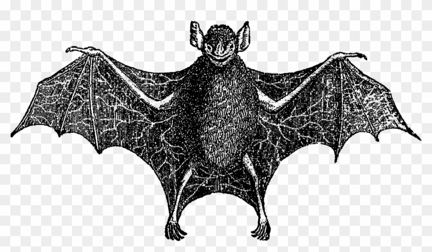 For Use On Greeting Cards, Party Inivitations, Or Party - Vampire Bat Clipart
