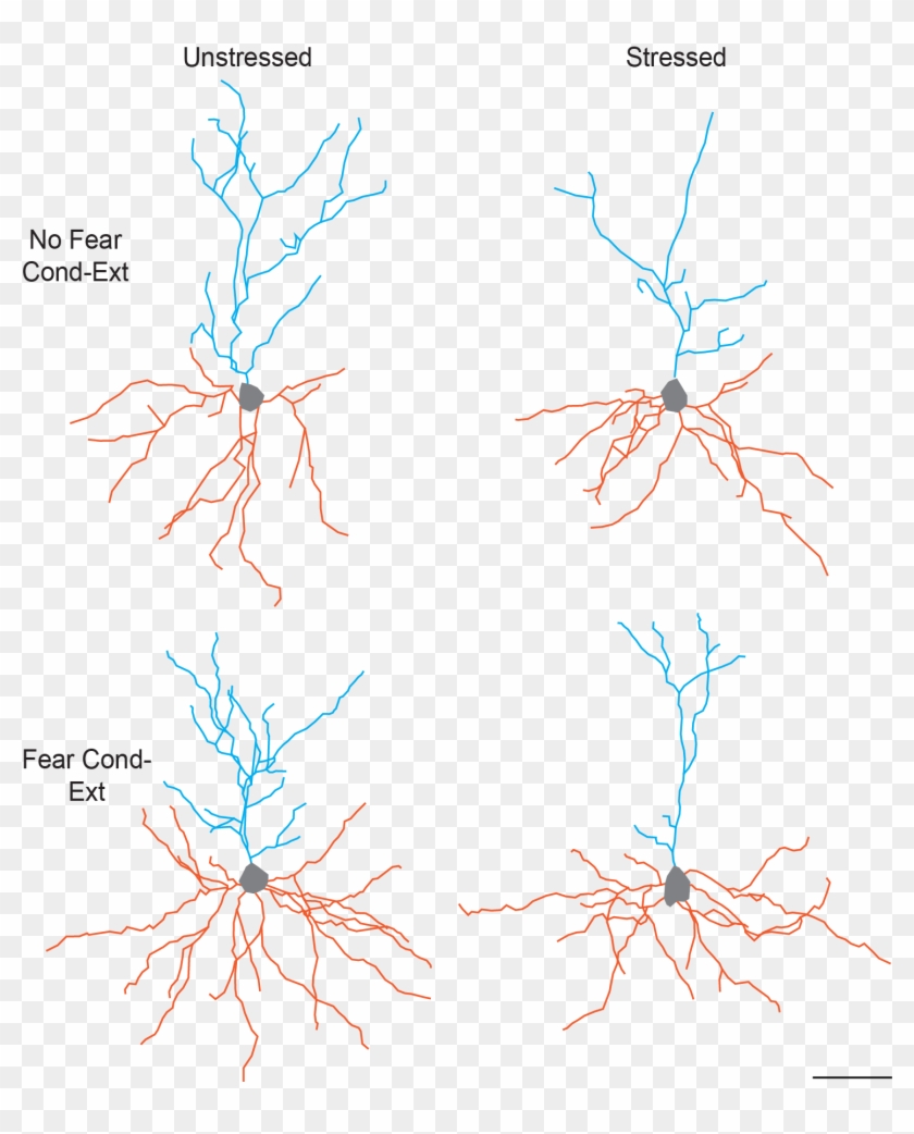 This Figure Illustrates The Separate And Combined Effects - Twig Clipart